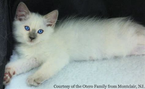 Seal, chocolate, blue and lilac. Azureys Cats - Balinese Information