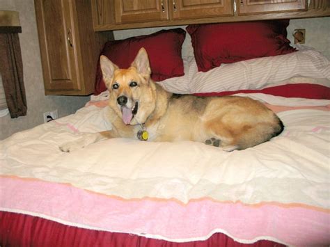 Find details on osteosarcoma in dogs including diagnosis and symptoms, pathogenesis, prevention, treatment, prognosis and more. what to expect long term care for dog cancer osteosarcoma ...