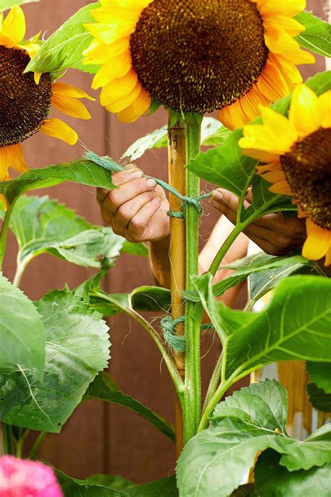 The Ultimate Guide to Growing Super Sunflowers | Growing sunflowers, Planting sunflowers, When ...