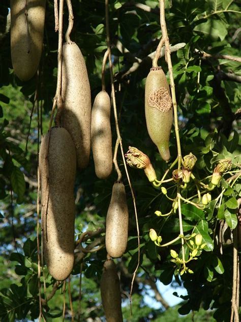 The sausage tree is also known as africana kigelia. Sausage tree (flowers and fruits) | Kigelia africana ...