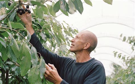 How to use pickings in a sentence. Cherries: rich pickings