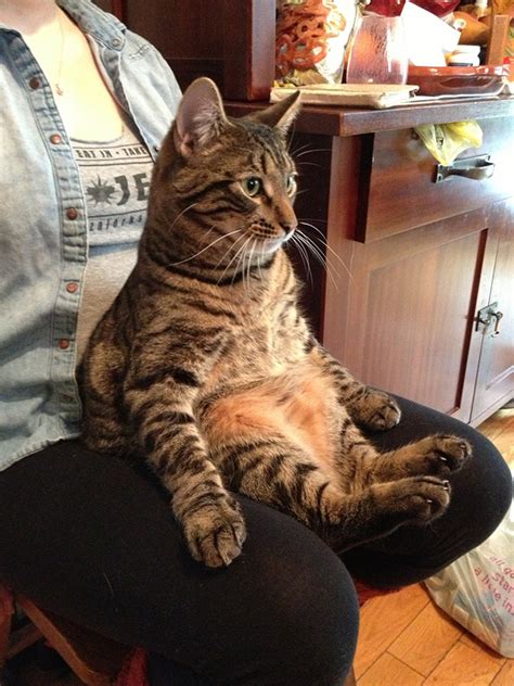 Apparently, cats will sit on your chair because it has your scent on it, and this makes them feel safe and protected. 19 Awkwardly Sitting Cats