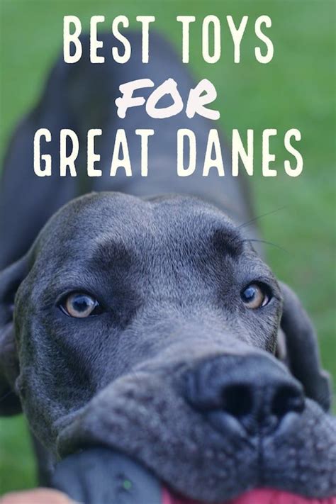 Adolescent danes, aged 1 to 2 years, eat more than at any other. Best Great Dane Toys in 2020 | Best dog toys, Great dane ...