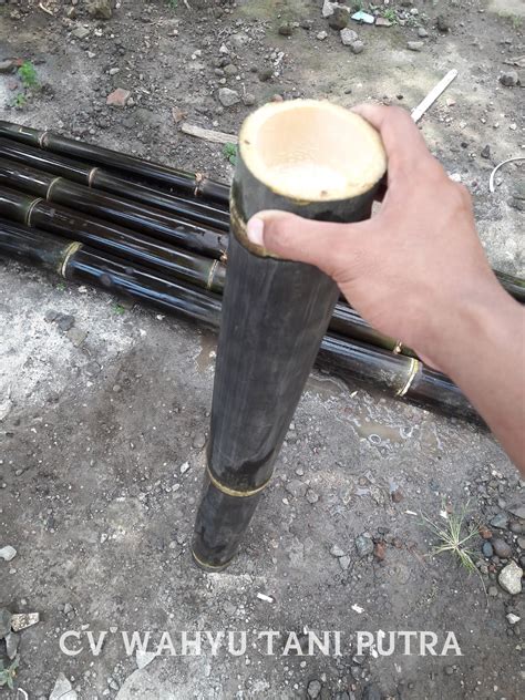 Panji wulung ogé dilatih élmu kabedasan. Bambu Hitam/ Bambu Wulung Potongan | CV. WAHYU TANI PUTRA