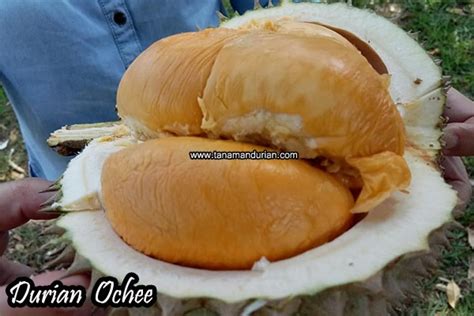 Duri hitam dengan warna durian ochee. Harga Bibit Durian Ochee (Duri Hitam) | Tanaman Durian