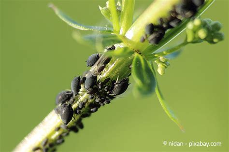 Denn es gibt eine reihe natürlicher möglichkeiten die unbeliebten besucher gar nicht erst in den garten zu lassen. Schädlinge im Garten: Blattläuse - Garten | HausXXL ...