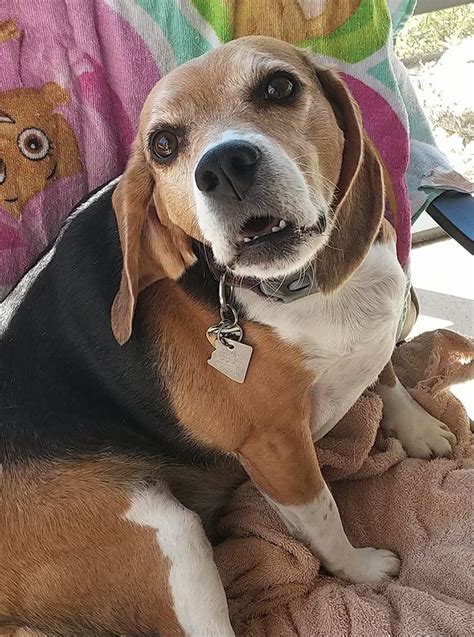 Beagle dog for Adoption in Tampa, FL. ADN-804545 on ...