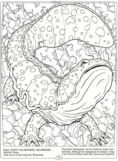 Download Image result for giant salamander coloring sheet | Free adult coloring pages, Dover coloring ...