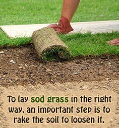 Basically the faster the grass grows the faster the sheep's wool will grow back right? 8 Best Sod grass images in 2020 | Lawn and garden, Lawn care, Sod grass