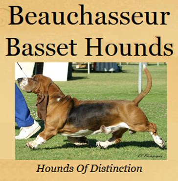 Need help to choose your next best friend ? Beauchasseur Kennels & Basset Hound Breeder - South Australia