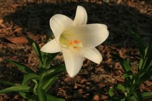 Tips for planting and growing easter lilies outdoors. How to Plant Easter Lilies Outdoors | NewPro Blog