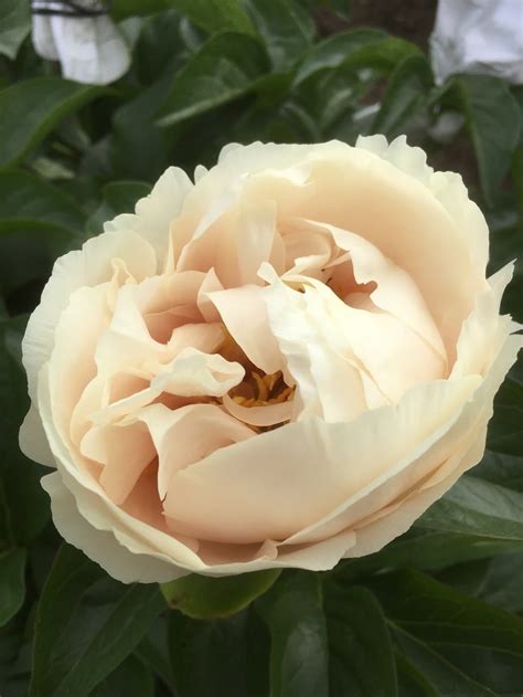 Ein multitalent war peachy schon immer. Just Peachy - The Peony Society