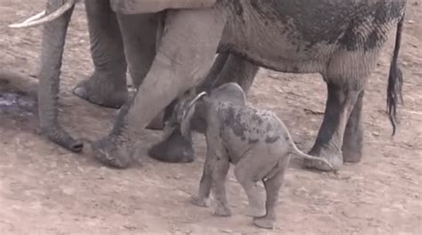 I've got some upsetting the post read, a mother quokka will throw her baby at a predator to defend herself. 15 Baby Elephants Throwing Big Temper Tantrums | Elephant ...