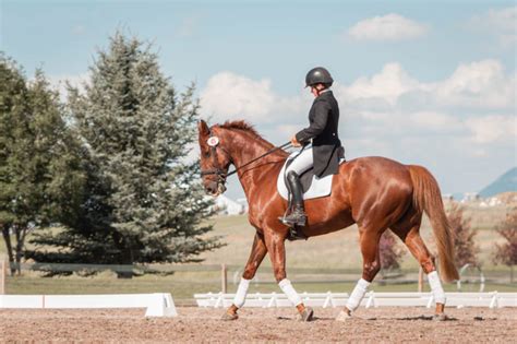 Thoroughbred pedigree for essential quality, progeny, and female family reports from the thoroughbred horse pedigree query. Safety First: Essential Quality Pieces For Horse Riding ...