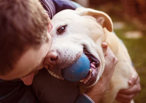 If these claims are true, the implications are profound. Top 7 Most Affectionate Dog Breeds | Canna-Pet®