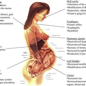 The tests do not require a although many women worry about gaining weight, a failure to do so could result in inadequate fetal during the first stage, the woman's body is working to fully open her cervix and prepare for delivery. 4 Physiological adaptations of the body during pregnancy ...