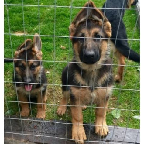 If you find a breeder in virginia or an online advertisement on craigslist advertising a litter of puppies for free or to a good home for free then run, do not walk. Whispering Hope Service Dogs, German Shepherd Dog Breeder ...