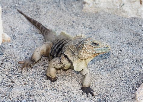 1175 x 783 jpeg 294 кб. Free Iguana 1 Stock Photo - FreeImages.com