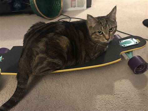 Shop the best selection of longboard completes from landyachtz. New setup - Landyachtz Drop Cat 33 : longboarding