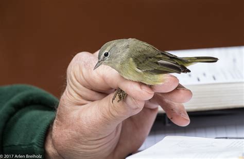 Some birds will start molting earlier and others later. Where do birds moult their feathers? - BirdGuides