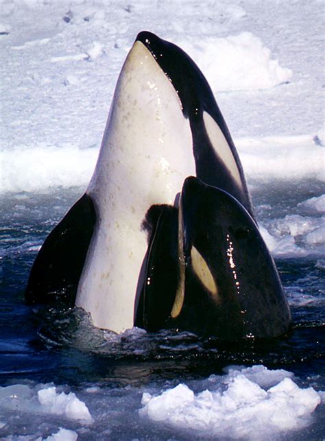 — my children had a whale of a time at the museum of natural history so we're going to continue going to the exhibitions once a month. Dwarf killer whale - Wikipedia
