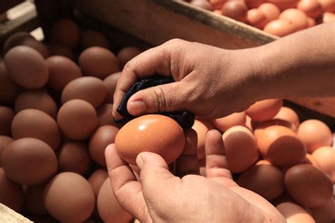 Telur ayam kate bisa dimakan. 5 Cara Memilih Telur Ayam Segar Bisa dari Luarnya Saja