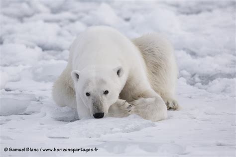 Celles de cet ours polaire mourant, victime du réchauffement climatique, à la on y voit un ours polaire décharné, bave aux lèvres, errant sur une terre sans neige à la recherche de nourriture. Photos du Spitzberg (archipel du Svalbard)