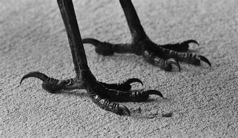 These feeders are capable of preventing magpies from gaining access to the bird food. Magpie feet | Nev Cross | Flickr