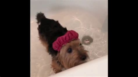 Explore a wide range of serene spa days available at various locations across the uk. Oliver the Yorkie's Spa Day - YouTube