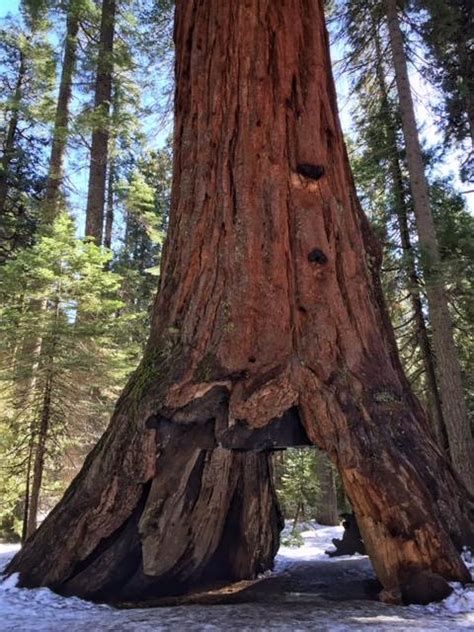 The pioneer cabin tree's exact age isn't known, but other trees in the park are estimated to be more than 1,000 years old. Pioneer Cabin Tree, Famous for Tunnel, Is Toppled by Storm ...