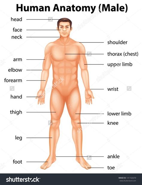 Female parts of body name in hindi. # Human Body anatomy :.. — Steemkr