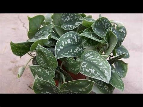 The satin pothos (scindapsus pictus) is a vine plant that has dark green leaves with silvery markings. 557.Satin Pothos /Scindapsus Pictus/Silvery Vine care ...