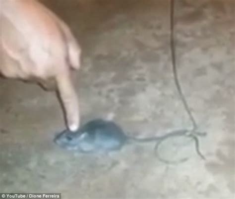 Hope you enjoy me walking all over it barefoot! The mouse that worked as a drug mule: Prison guards in Brazil capture rodent used by inmates to ...