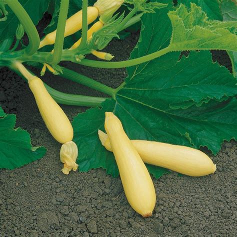 This list of gourds and squashes provides an alphabetical list of (mostly edible) varieties (cultivars) of the plant genus cucurbita, commonly called gourds, squashes, pumpkins and zucchinis/courgettes. 20 Types of Squash and Squash Varieties With Pictures | HGTV