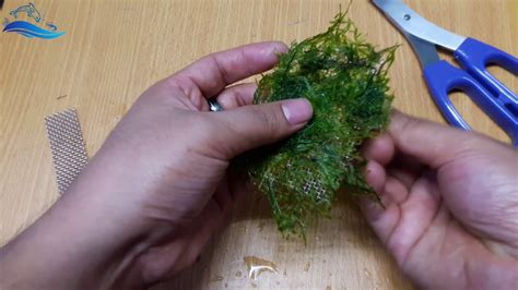 On the other hand, if you want to make it grow better, use cooler waters from 72° f to 76° f (22° similarly, you might also need to trim or thin it out if it starts overgrowing. How To Make Java Moss Carpet In Your Fish Tank! - YouTube