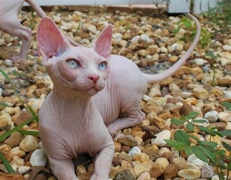 The cat's owner bred this cat back to his mother to establish a breed of. Sphynx Donskoy Cats Kittens, NADA Sphynx, Devon Rex, Lykoi ...