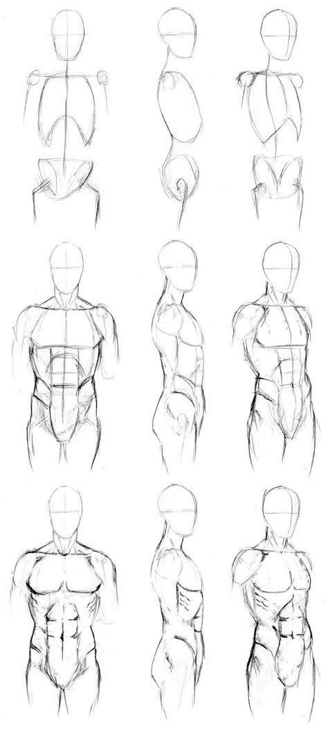 Also study about the human anatomy. Basic Male Torso Tutorial | Drawings, Anatomy sketches ...