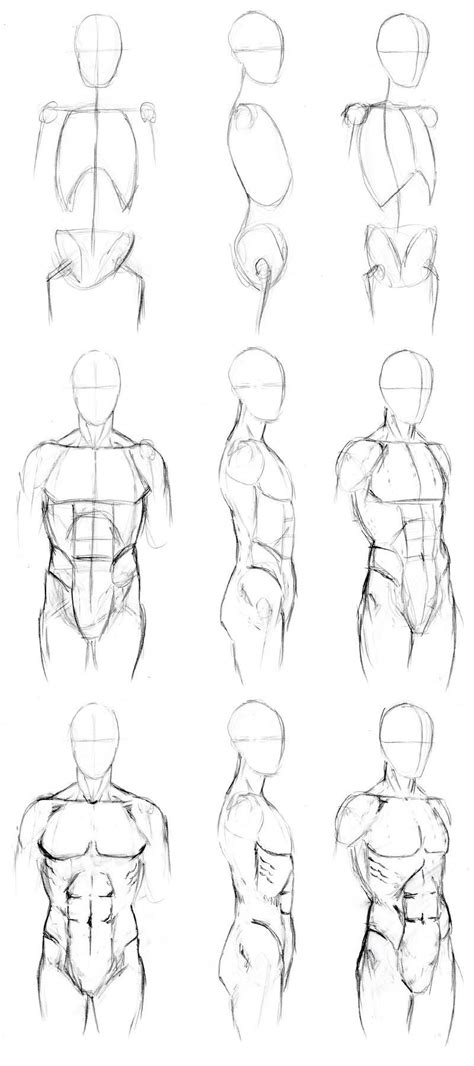 Here presented 53+ torso anatomy drawing images for free to download, print or share. Basic Male Torso Tutorial | Drawings, Anatomy sketches ...