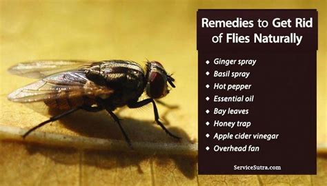 Simple and cheap methods to get rid of these garden pests. How to Get Rid of Flies Easily and Naturally - 8 best ways ...