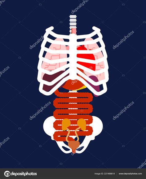 During a duodenal intubation the probe does not pass from the stomach into the duodendum. Stomach Ribs Lungs Picture - Pictures Rib Cage And Organs ...