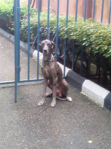 Great danes are athletic, energetic, happy dogs. Great Dane Puppies For Sale - Pets - Nigeria
