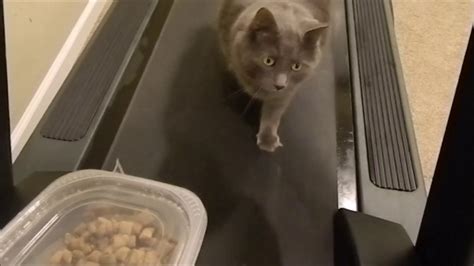 How can i help my cat to gain weight? How To Make Your Fat Cat Lose Weight! - YouTube