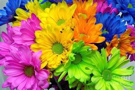 1 bridge st, abbeyquarter north, sligo, f91 a252, īrija. Colorful Crazy Daisies 1 Photograph by Andee Design