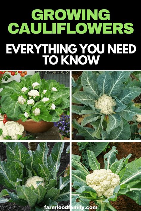 How do you say this in english (us)? How To Grow Cauliflower (Ultimate Guide): Everything You ...