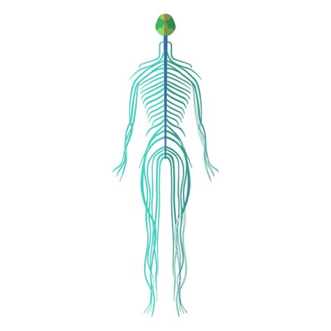 Sistema nervioso png » PNG Image