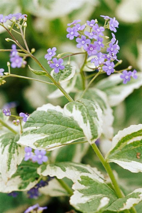 The humidity of bathrooms is actually valuable for some plant variations, especially in the winter months! 17 Perennials That Will Thrive in Shady Gardens in 2020 ...