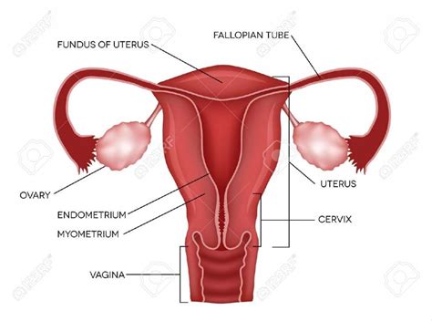 The ovaries have three functions. Uterus diagram | Healthiack
