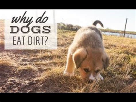 When dogs are bored or stressed they may eat toys and sticks, but try to prevent this. Why Do Dogs Eat Dirt? - YouTube