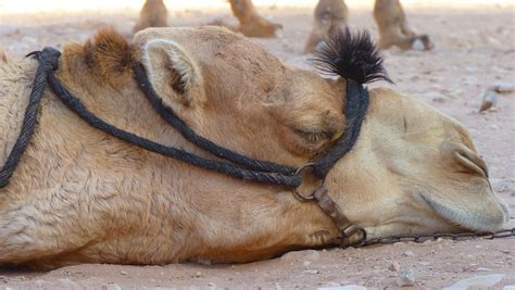 Officials say the woman's dog got into the camel's pen. Florida Woman Bites Testicles of Camel at Truck Stop Zoo ...