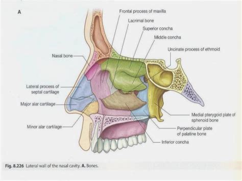 The nasal septum divides the cavity into two cavities, also known as fossae. The Anatomy of Nose Breathing - Elliots World
